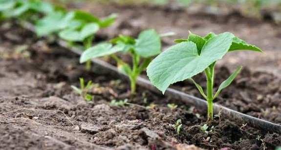 نوار آبیاری کشاورزی با دوام بالا برای مصرف بهینه آب